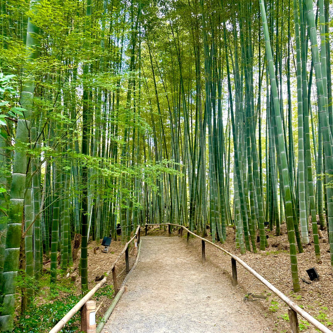 bamboo forest in Japan
