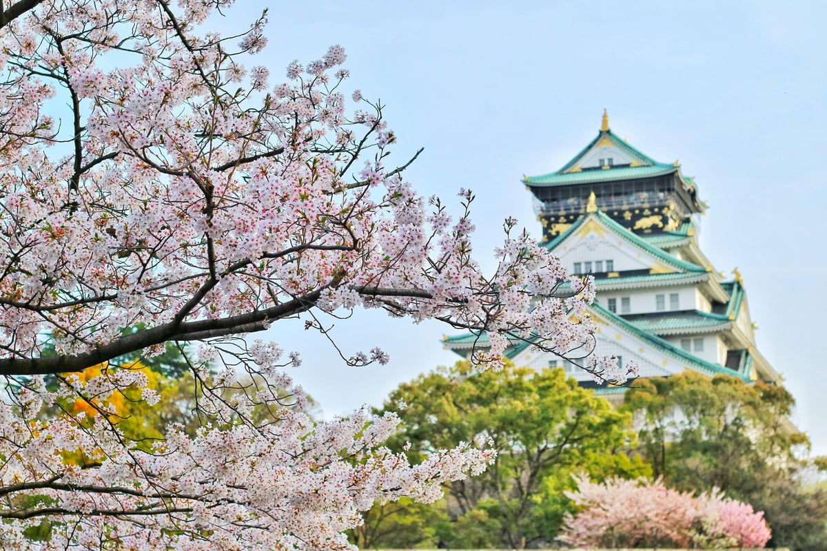 Osaka castle and cherry blossom tree